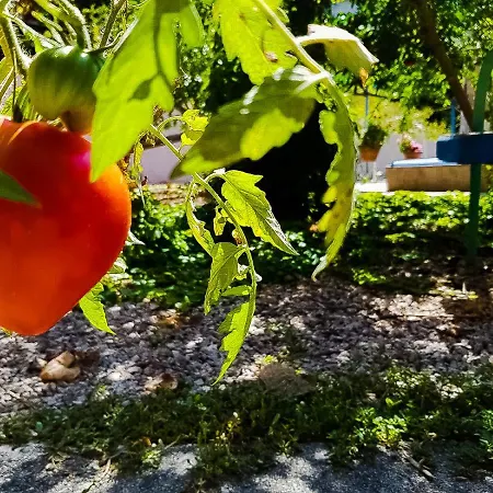 Colazione Dei Canottieri